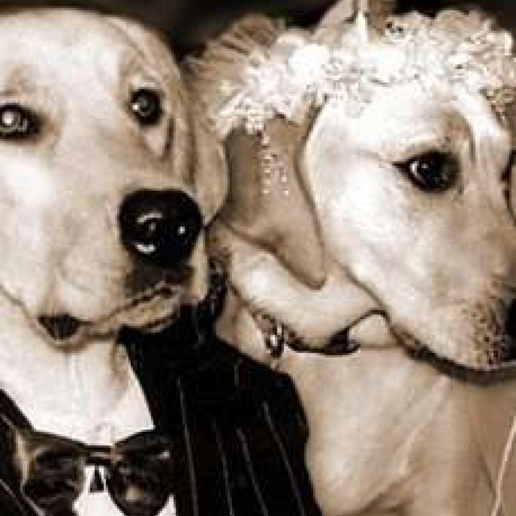 dog-wedding-Copy-Copy1.jpg