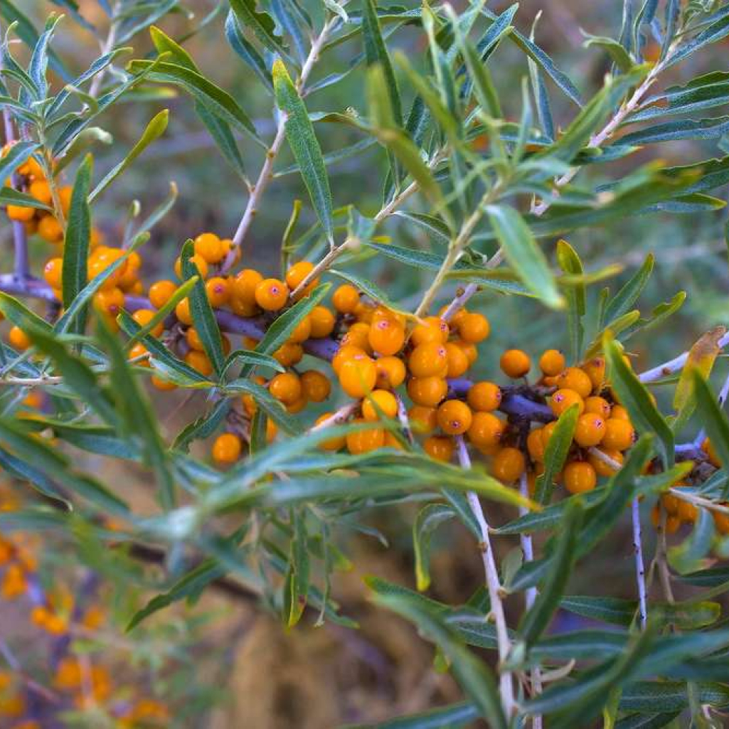 hippophae.jpg
