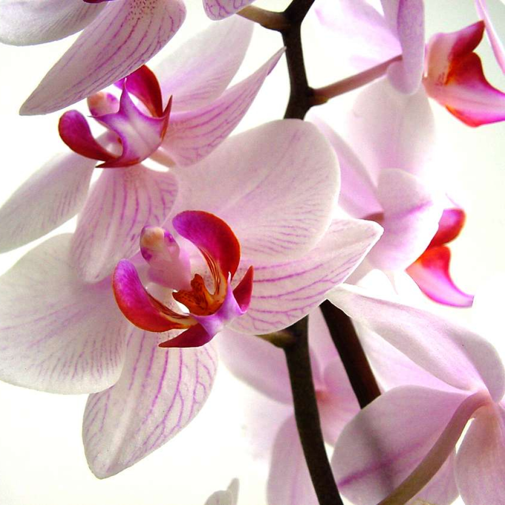 orchidee.jpg