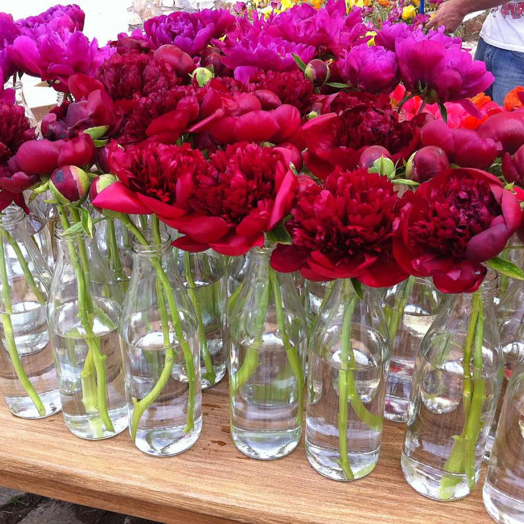 peonies.jpg