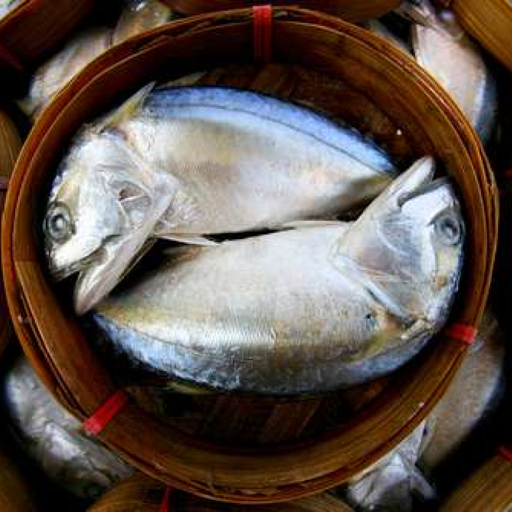 fishes.jpg