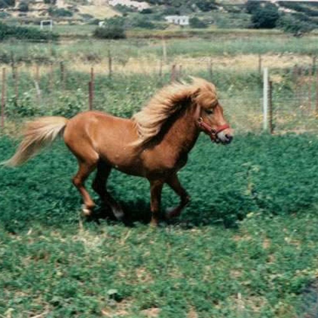 g._mitsibonas-skyrian-horse.jpg
