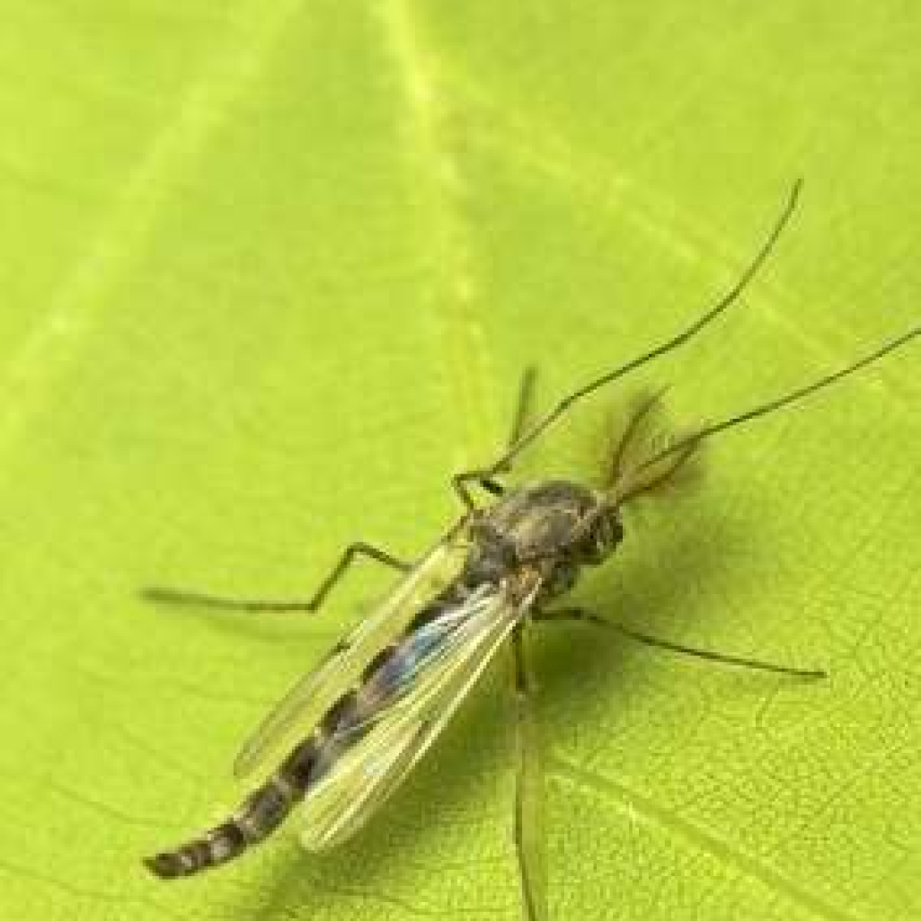mosquito-635x446.jpg