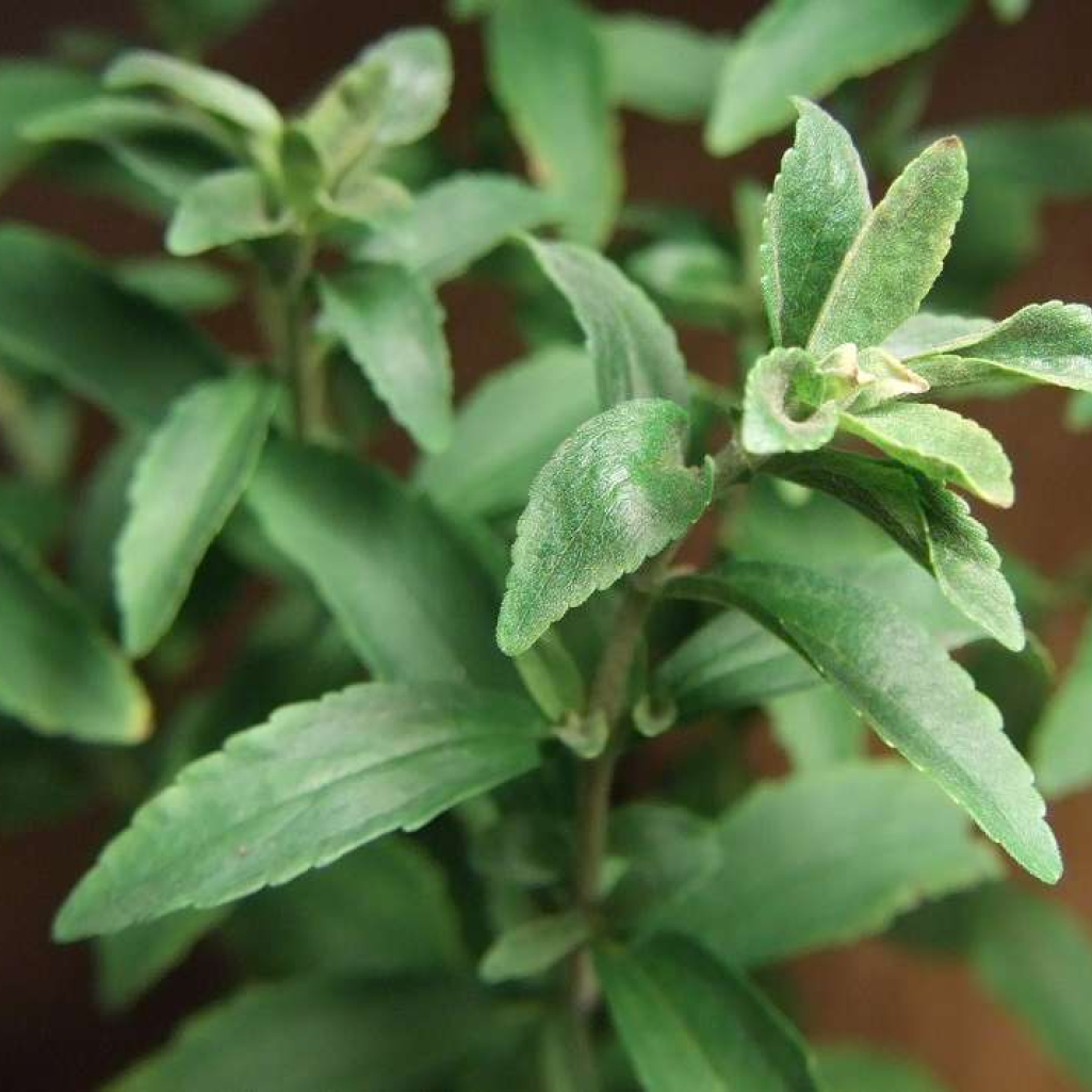 stevia.jpg