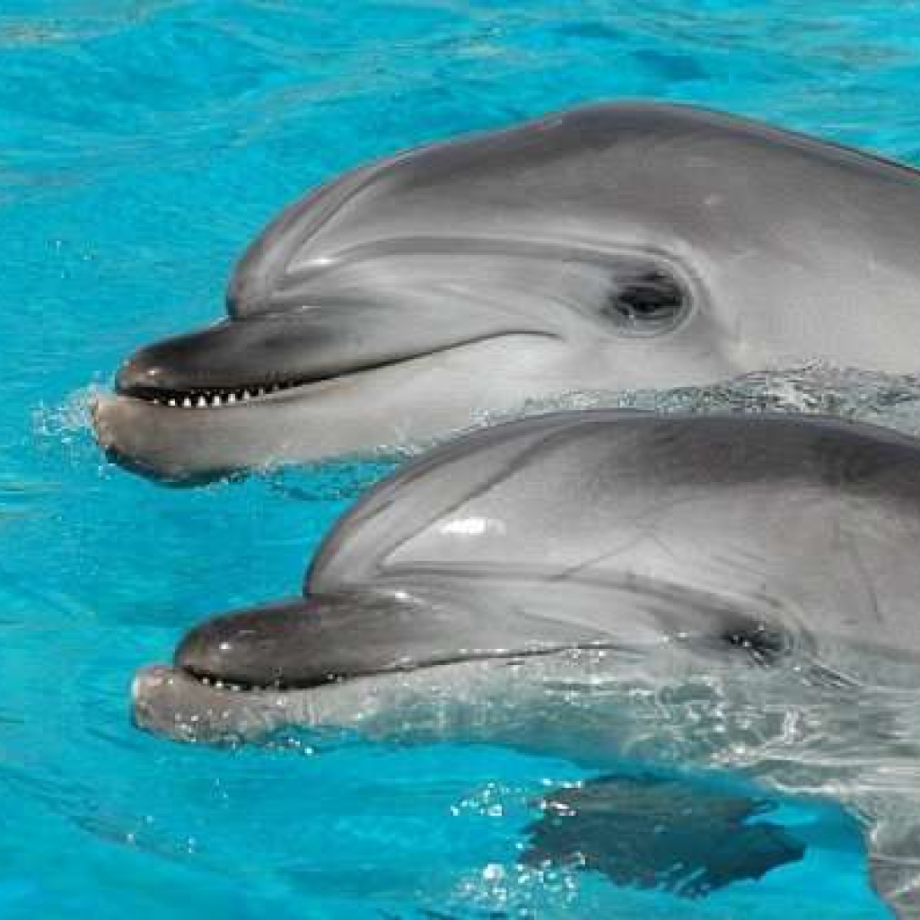 atticapark_1279873341_dolphi_animal.jpg