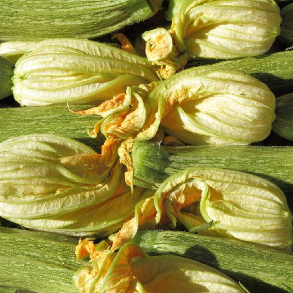 courgette.jpg