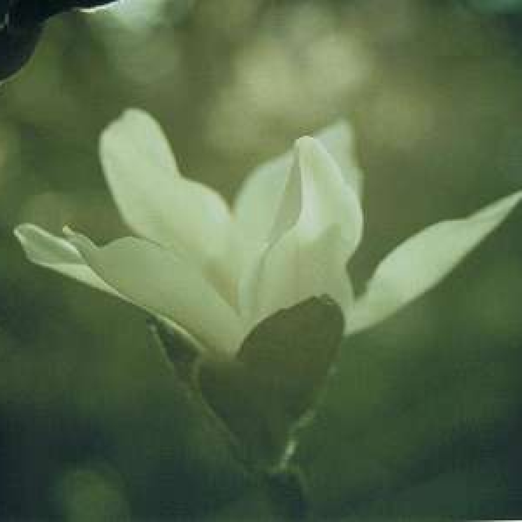 spring11_green2.jpg