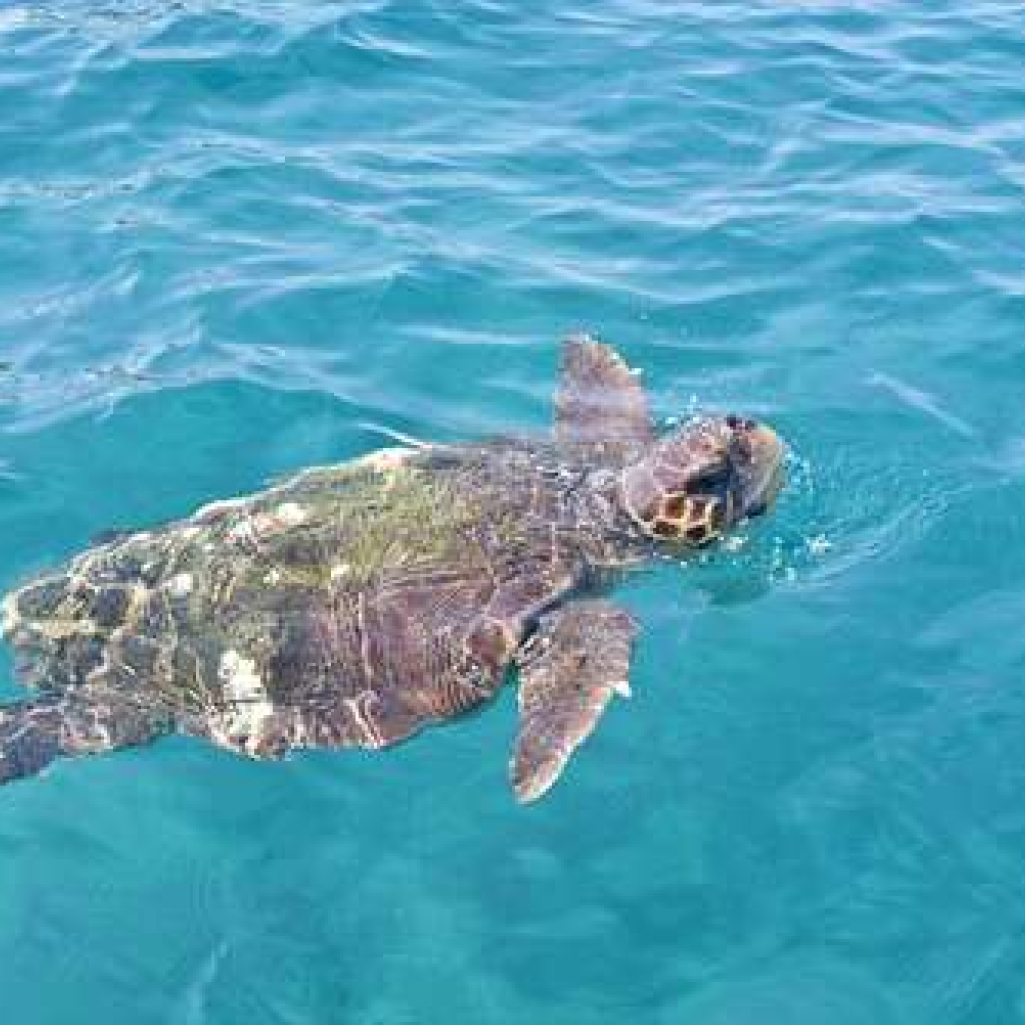 caretta.jpg