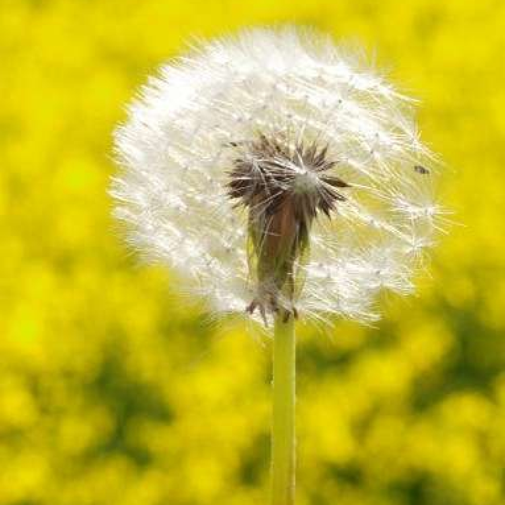 allergy-635x5691.jpg