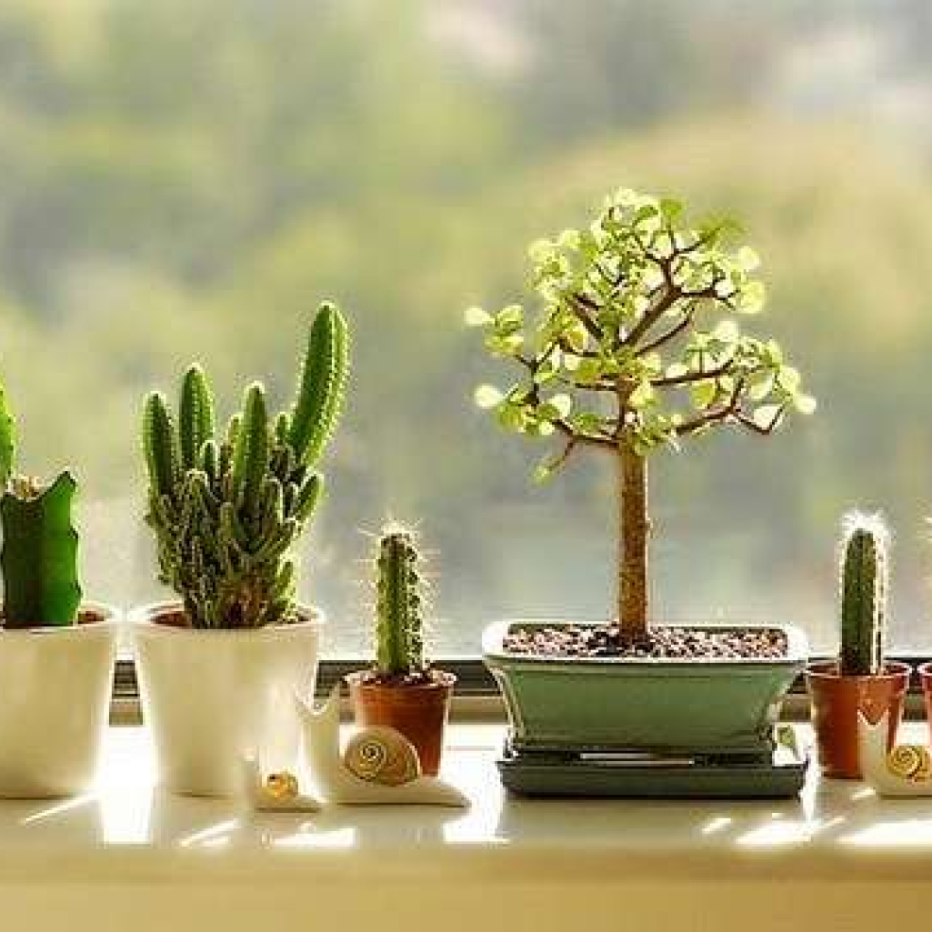cactus.jpg