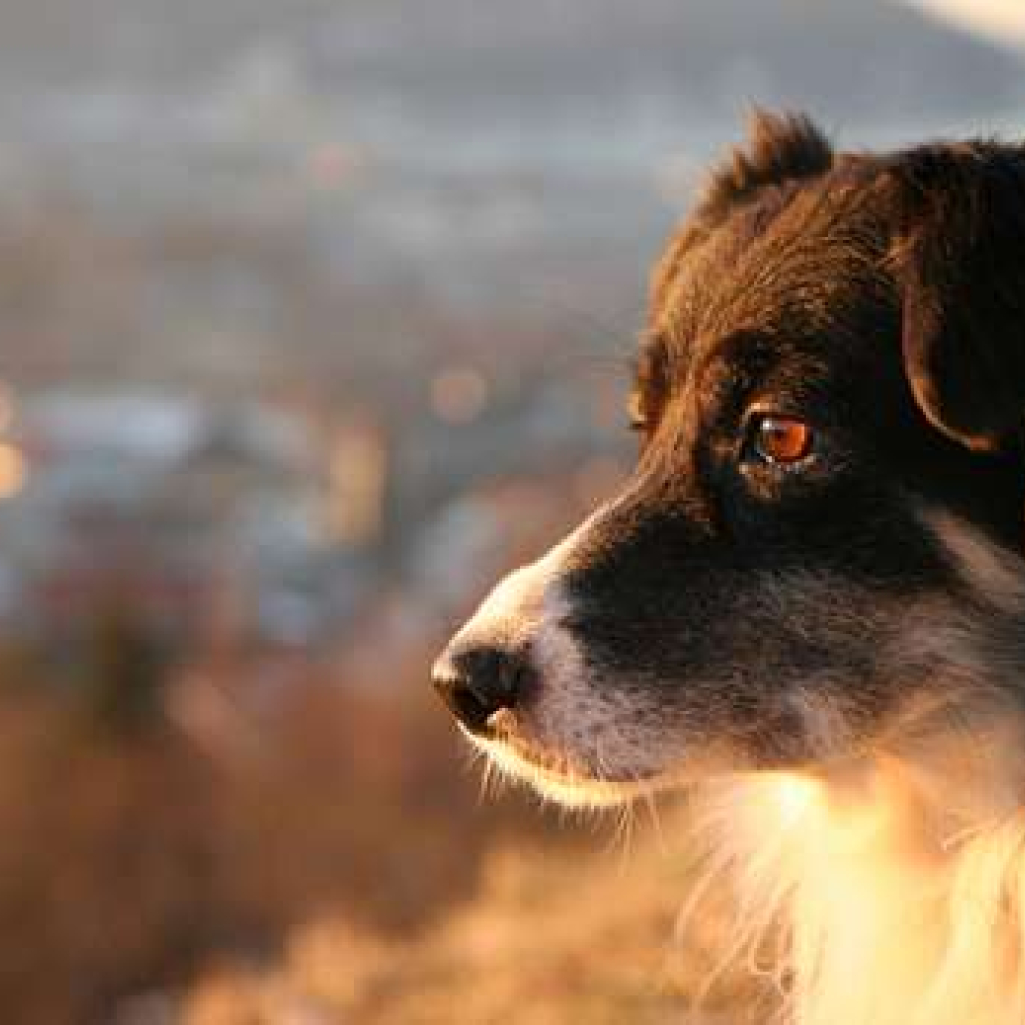 sunshine-dog.jpg