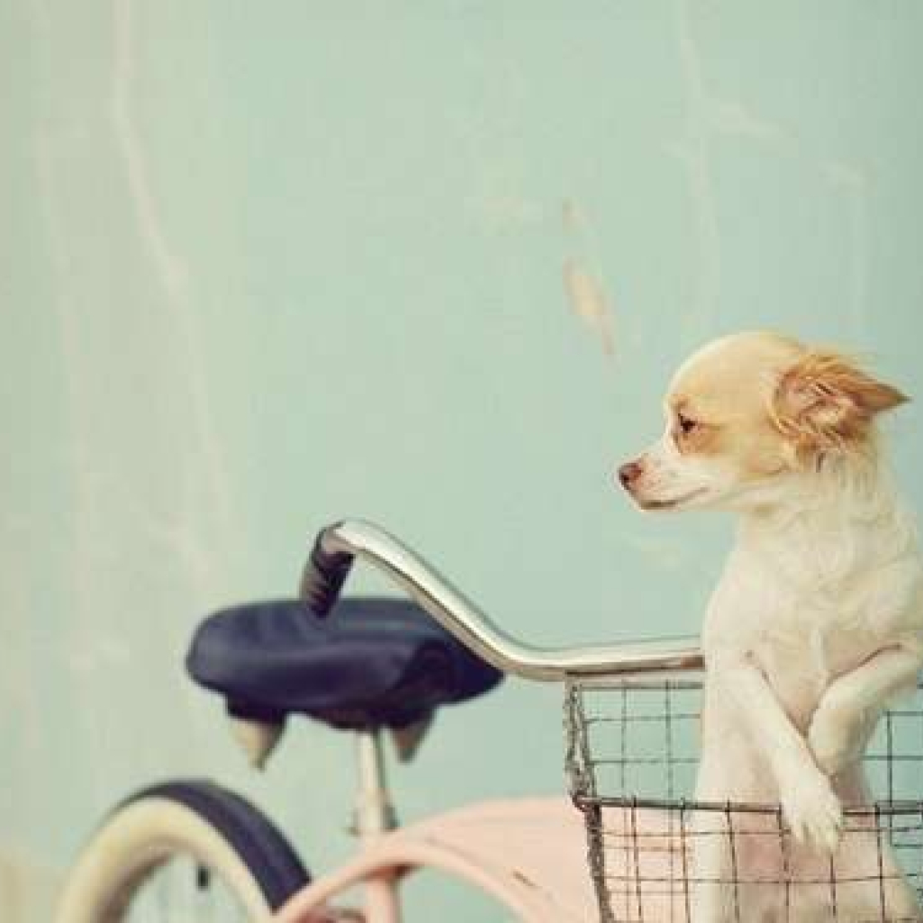 bike-blue-cute-dog-pink-.jpg