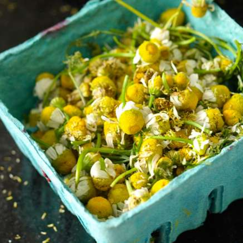 Chamomile-Blossoms.jpg