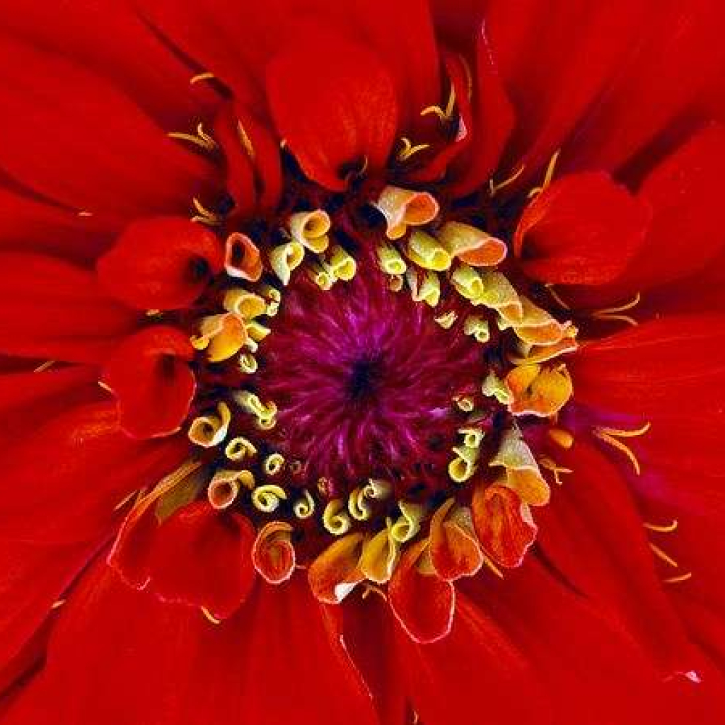 zinnia-hybrid_9383_600x450.jpg
