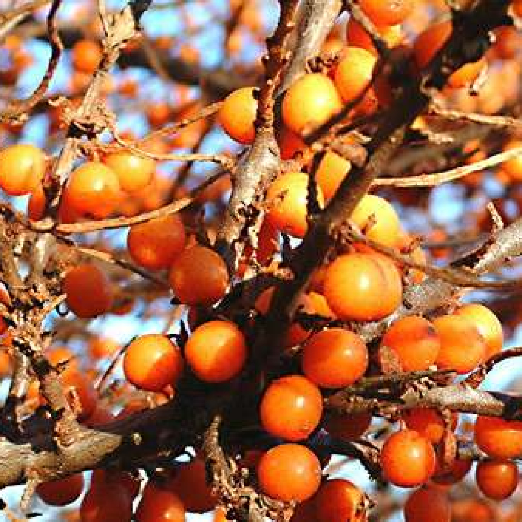 sea_buckthorn03.jpg