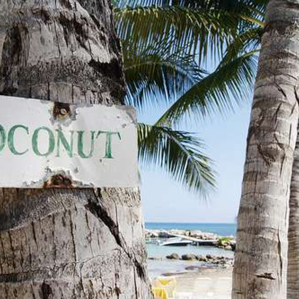 cocnut.jpg