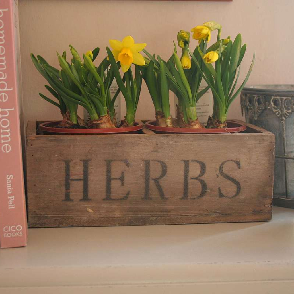 daffodils.jpg