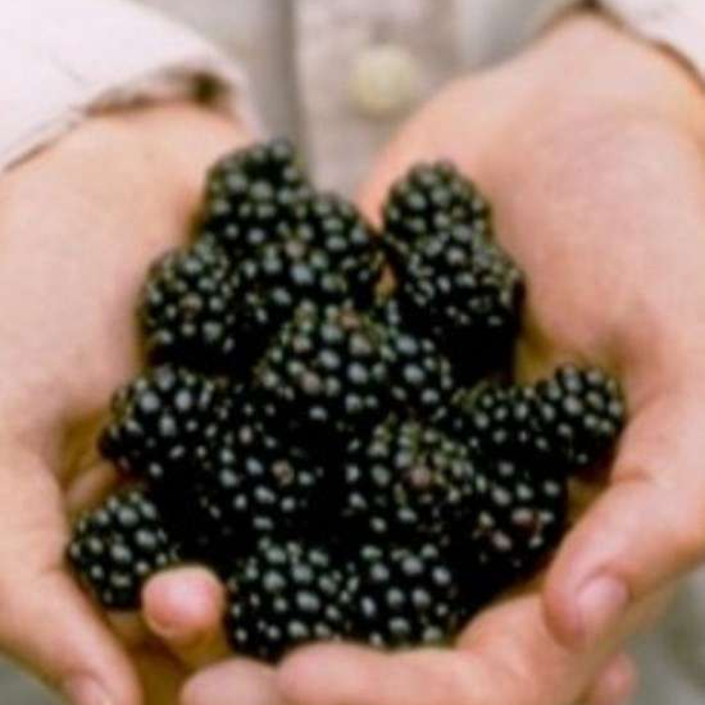 berries.jpg