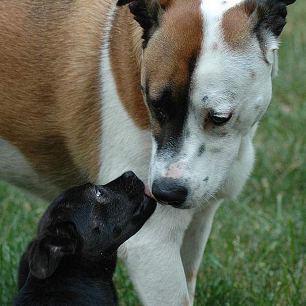 Puppy-Love.jpg