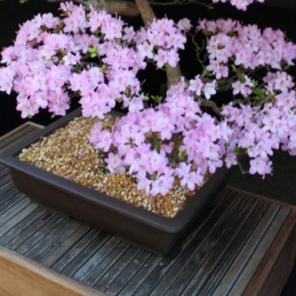 BONSAI.jpg