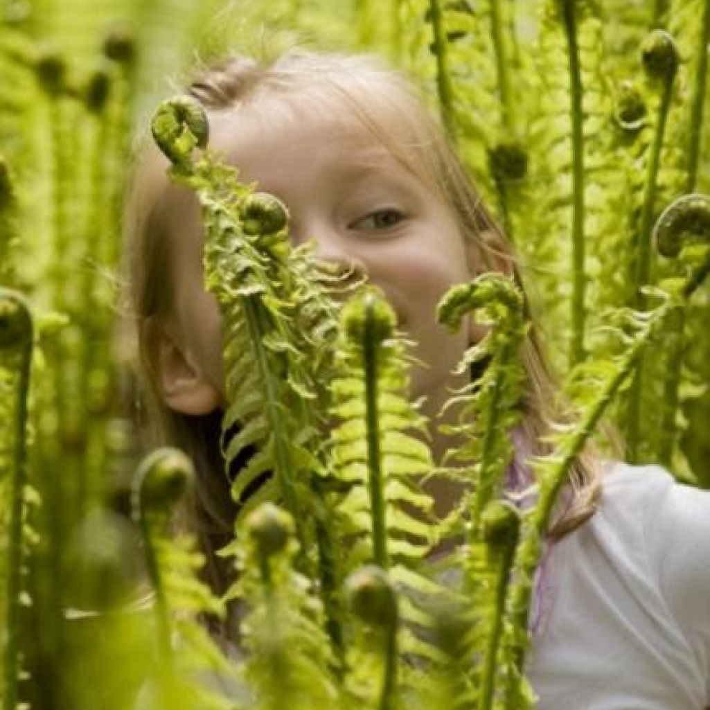 child-amongst-the-unfurling-leaves-of-ferns-c2a9ntpl-john-millar1.jpg