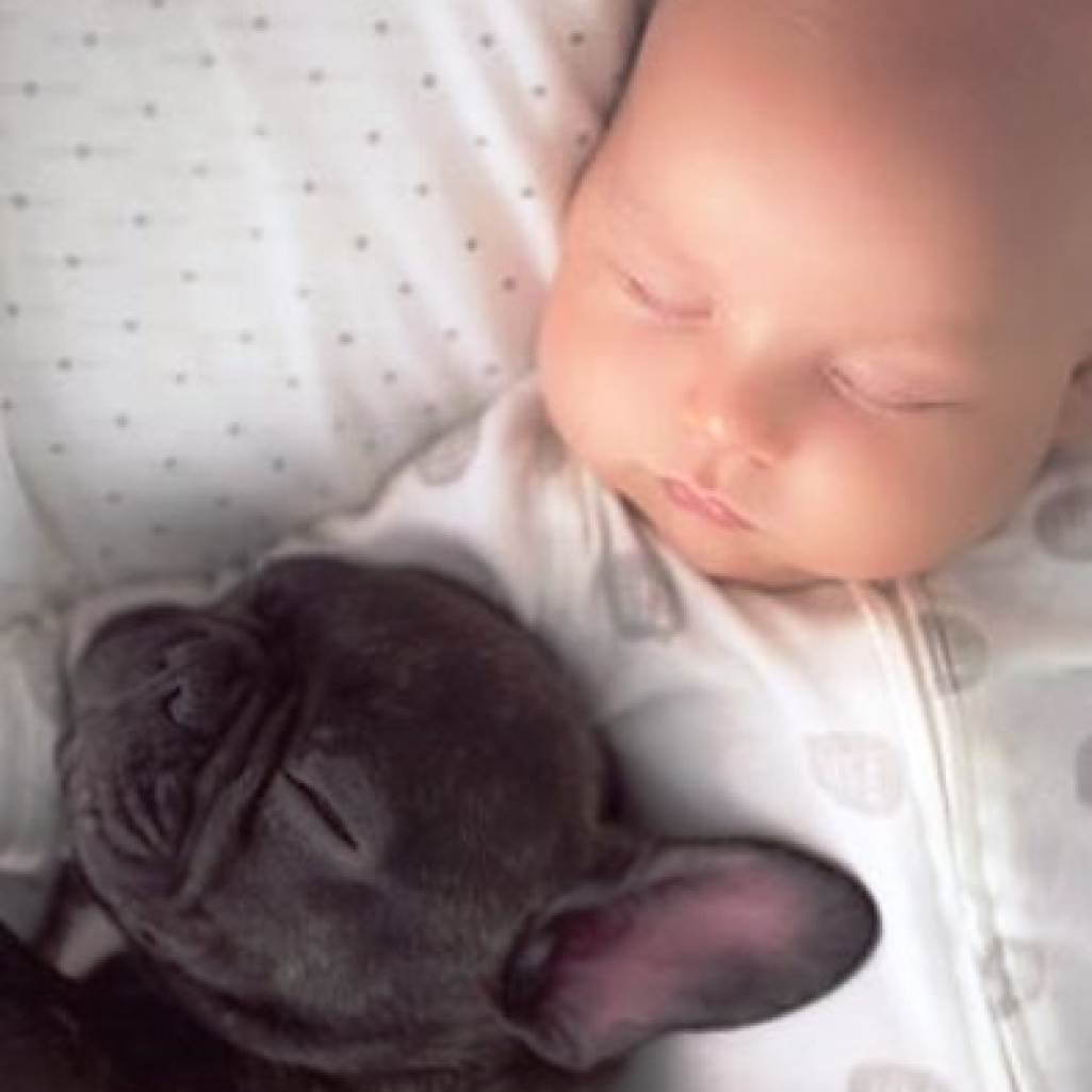 baby-dog-friendship-french-bulldog-ivette-ivens-3.jpg