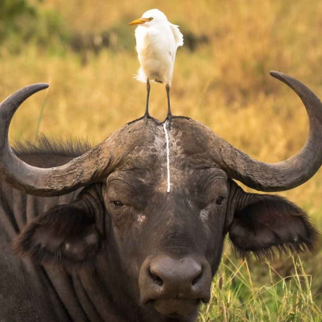 wildlifecomedywinners20165-900x792.jpg