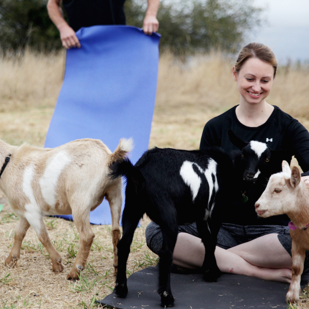 goat-yoga.jpg