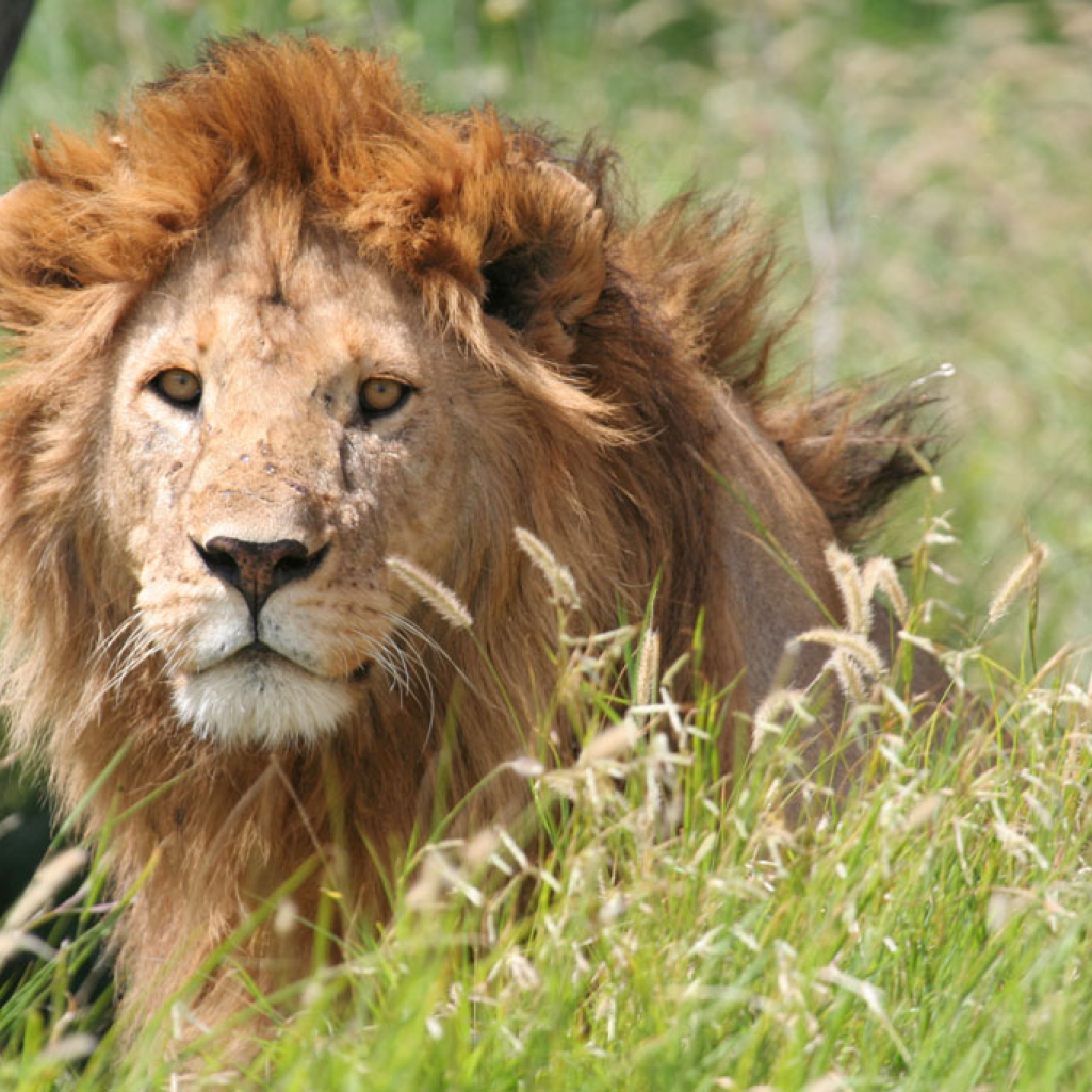 lion-in-the-grass.jpg