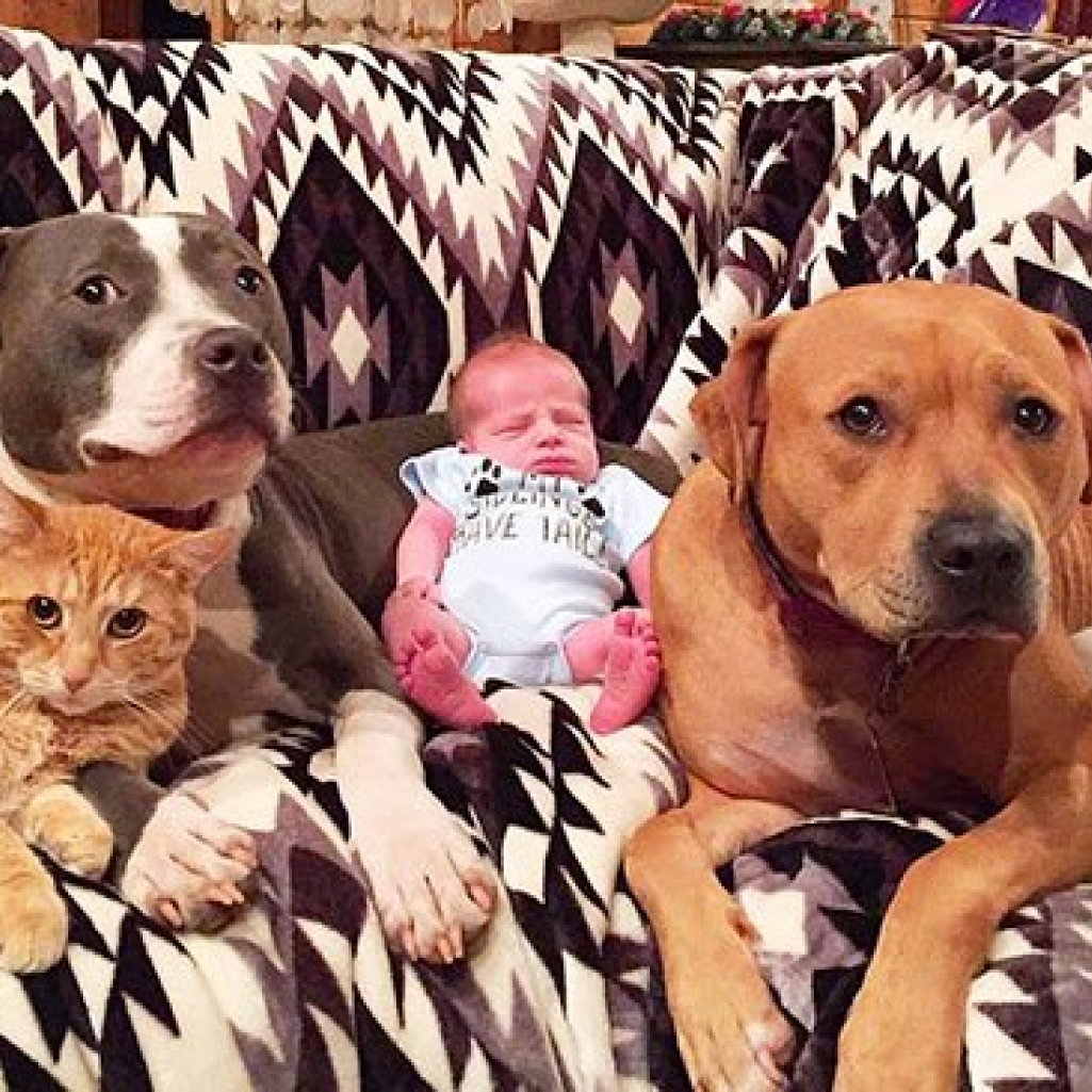 pets-family-friend-newborn-baby-sonny-2.jpg