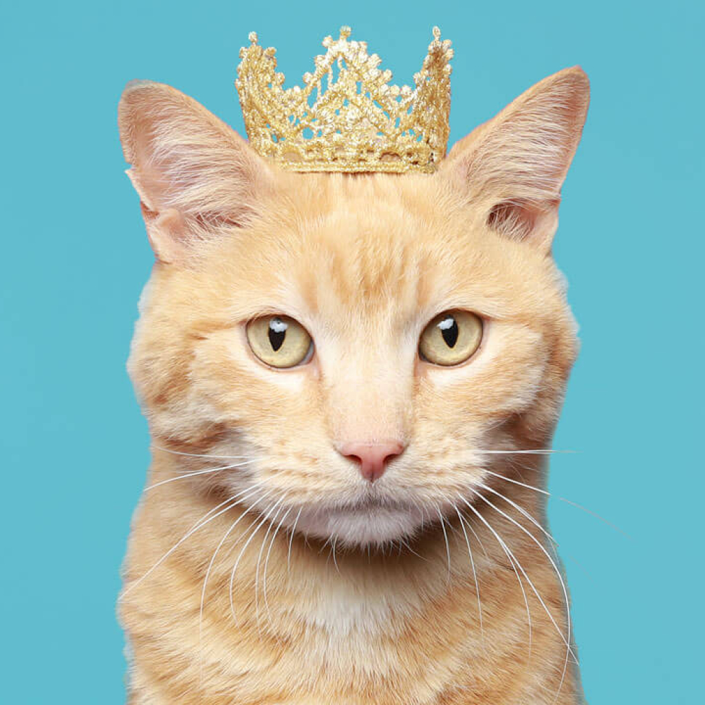 cats-with-hats-shop-06.jpg