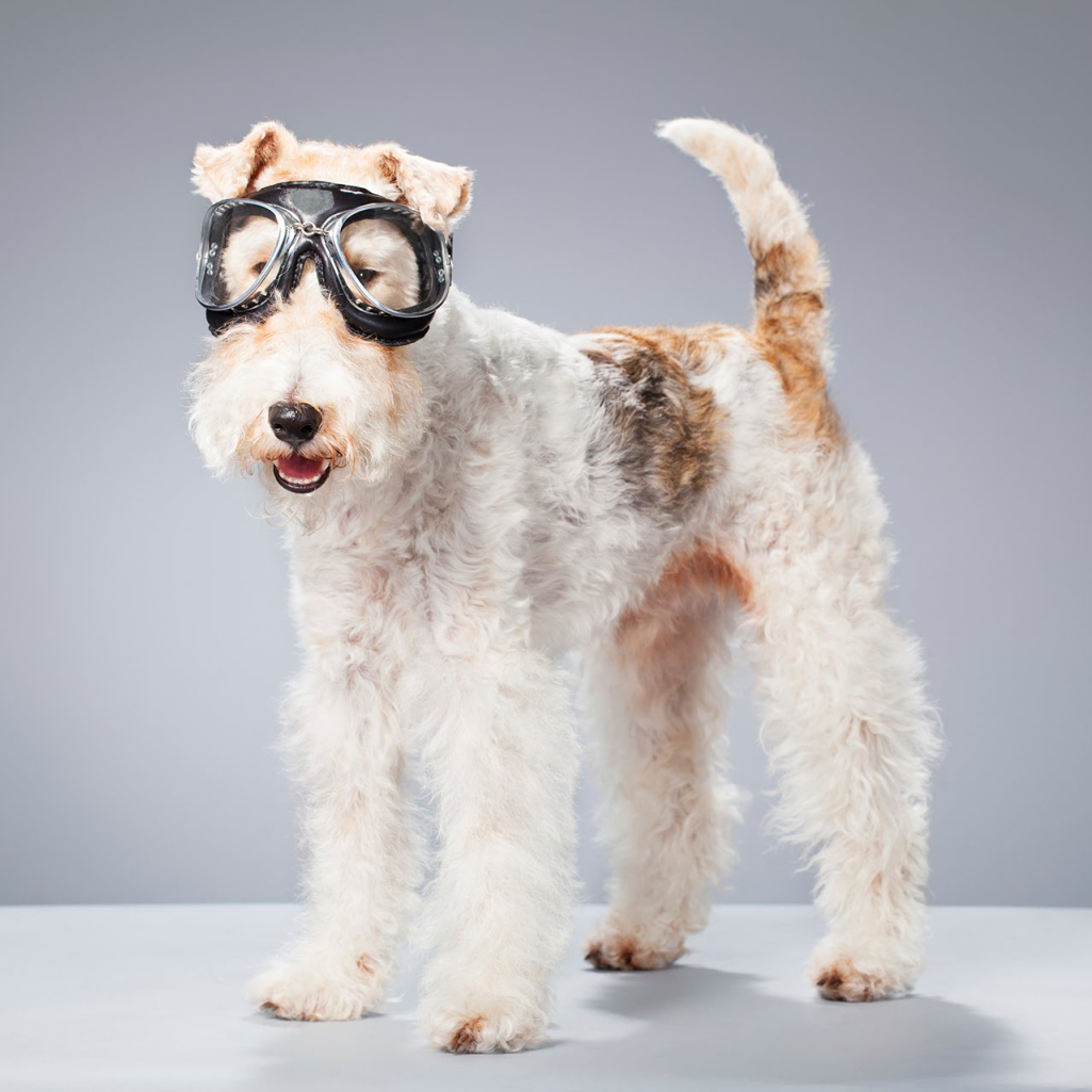 foxterrier.jpg