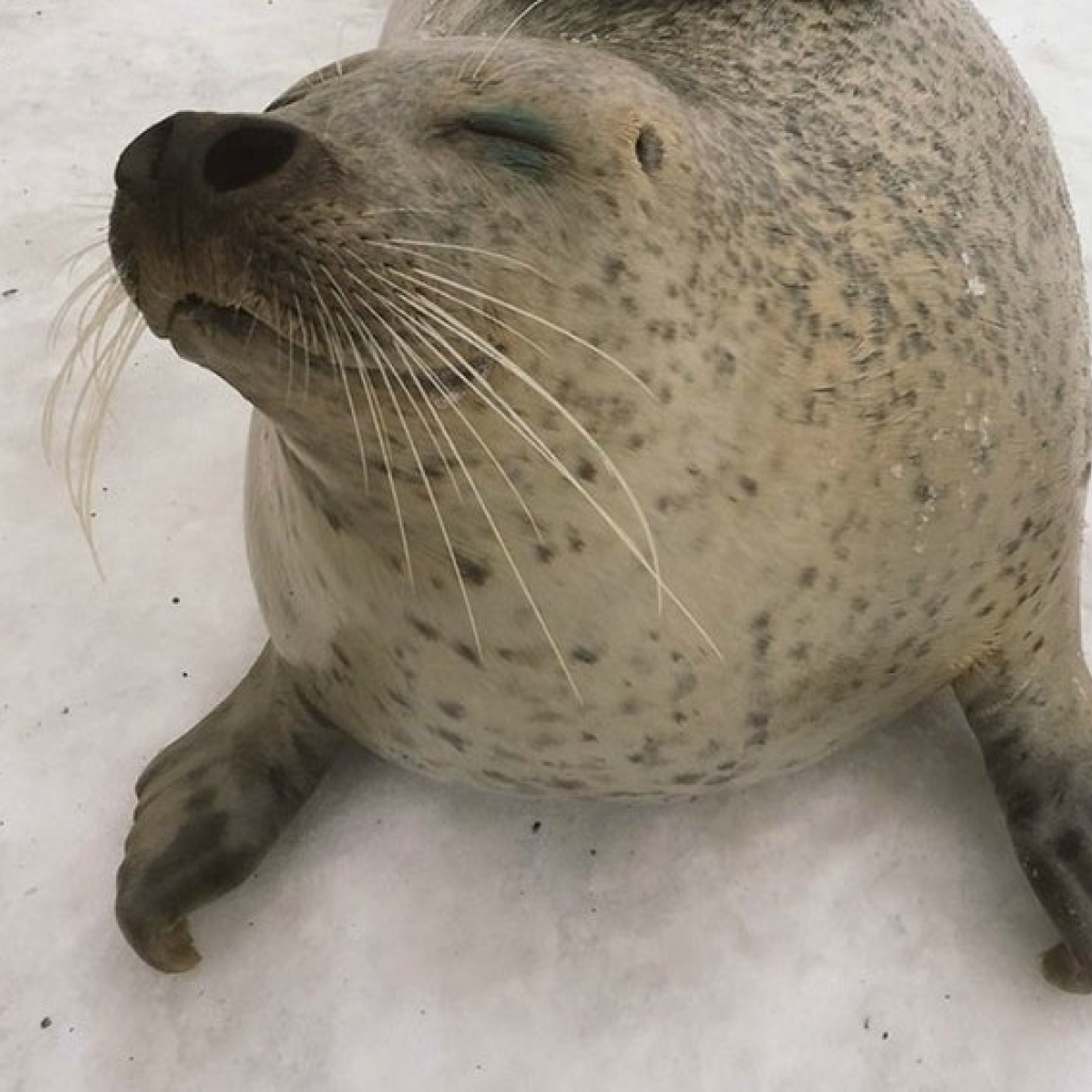 seal.jpg