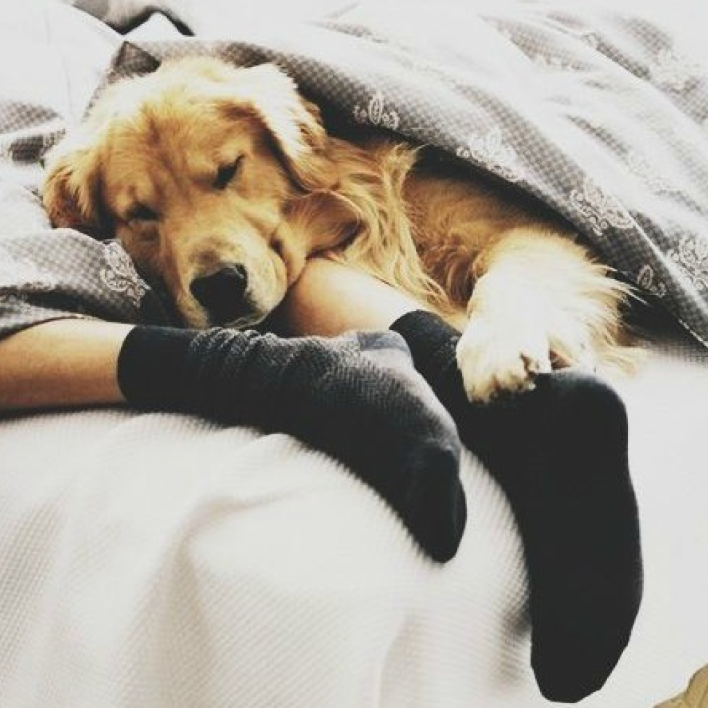 doginbed.jpg