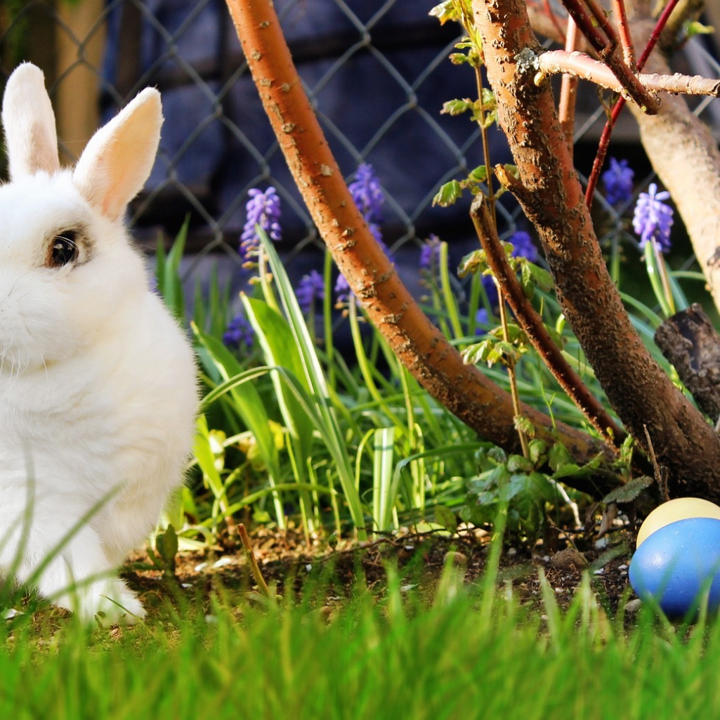 easter-2173193-1920.jpg