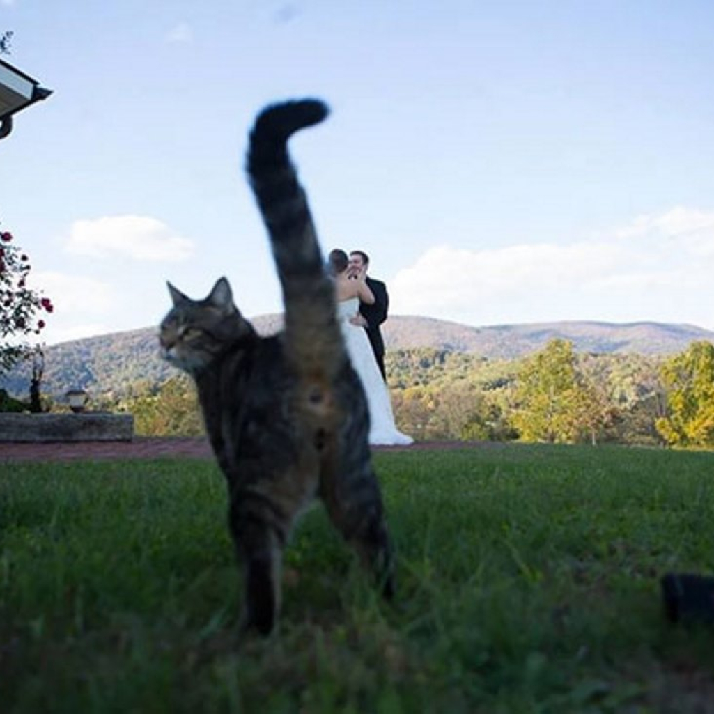 funny-cat-photobombs-58e234c4ba474-605.jpg