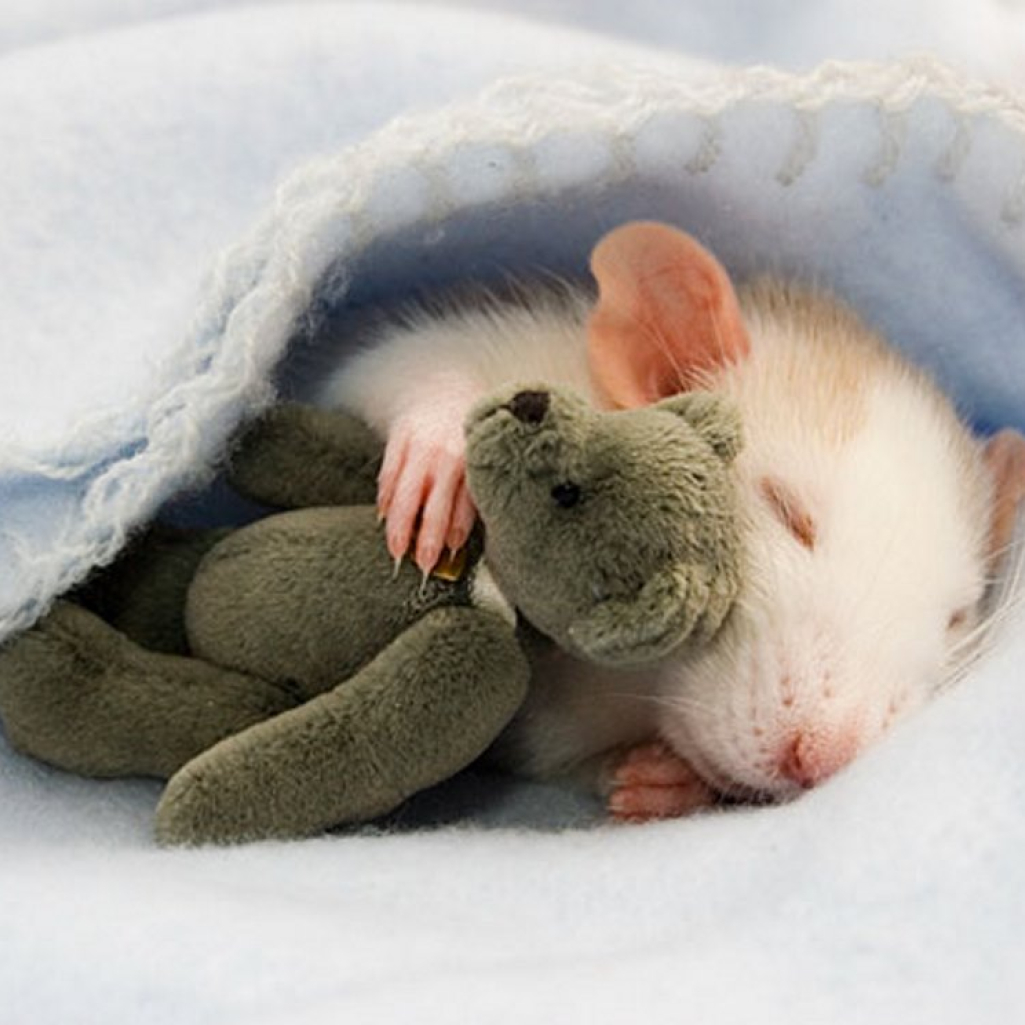 animals-sleeping-cuddling-stuffed-toys-107-58ef891d22801-605.jpg