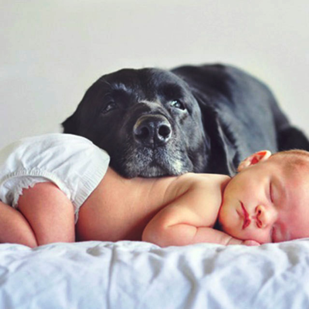 baby-hond-fotos.jpg