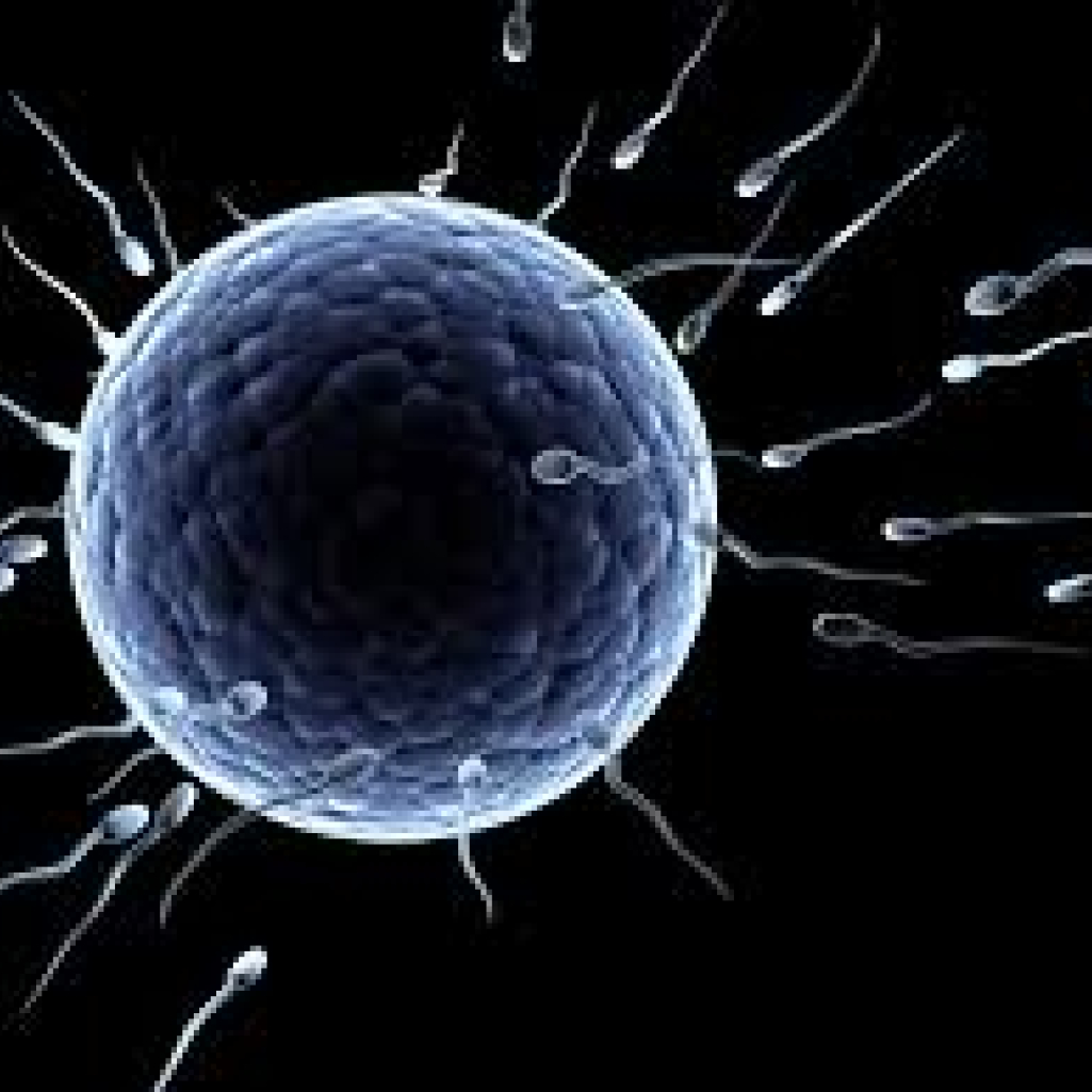 sperm.jpg