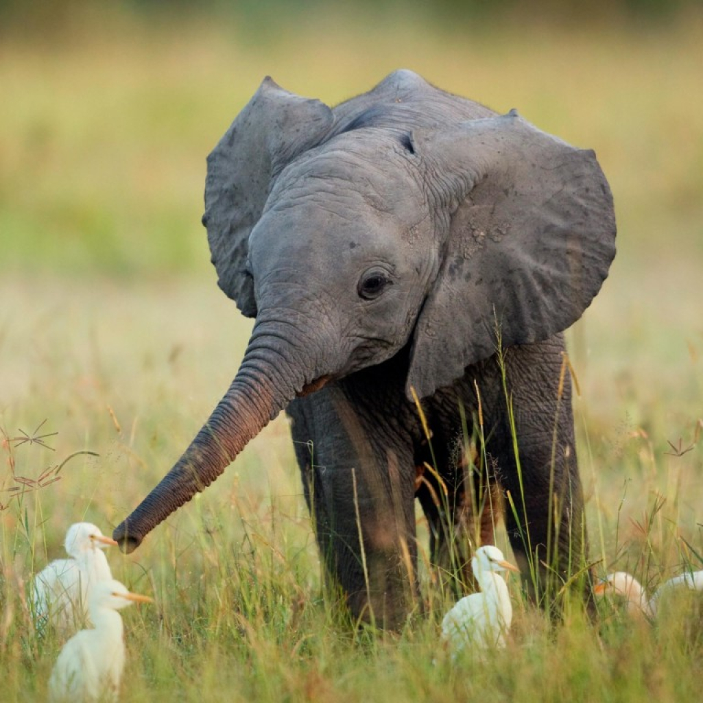 baby-elephant-with-ducklings-wallpaper-1024x768.jpg