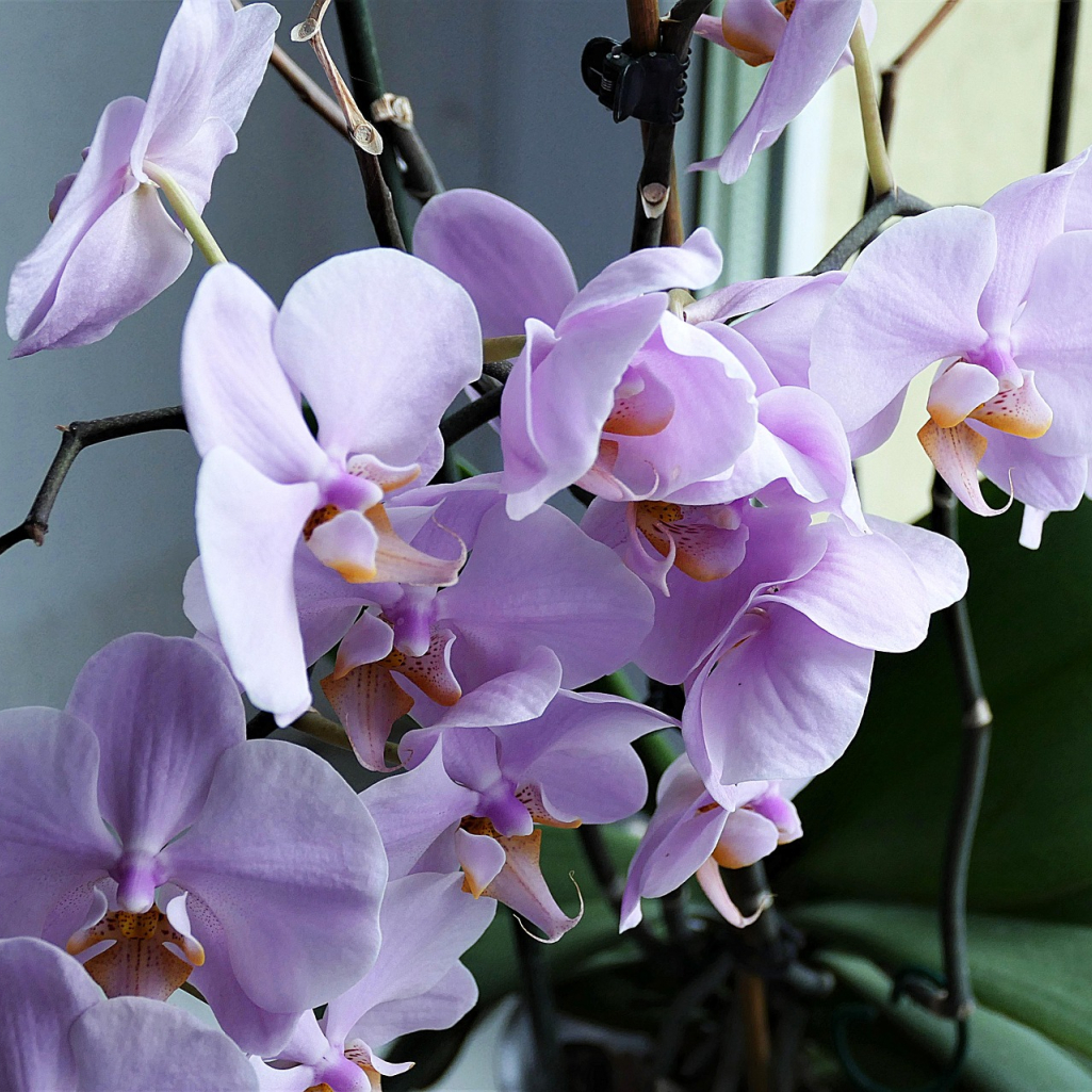 orchid-2667984-1920.jpg