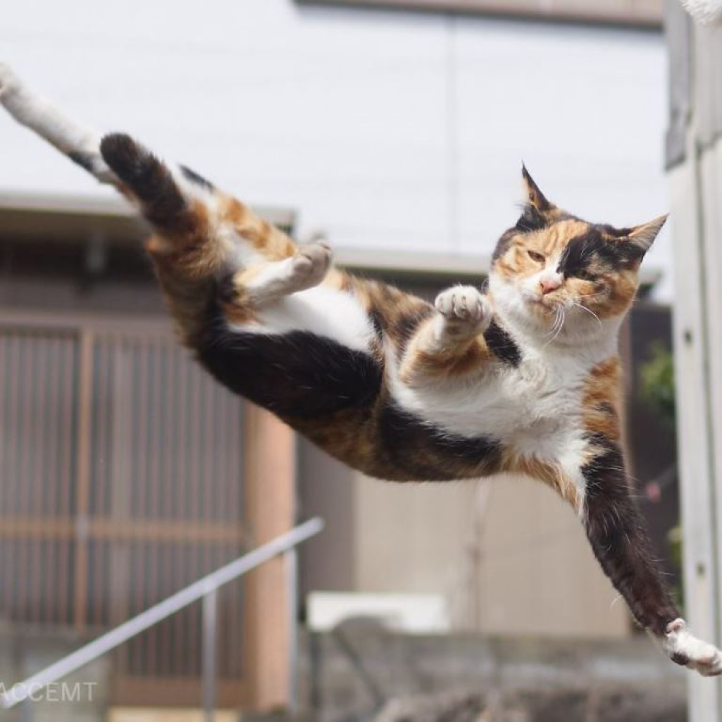 ninja-cats-photography-hisakata-hiroyuki-59f19ad3a95f6-880.jpg