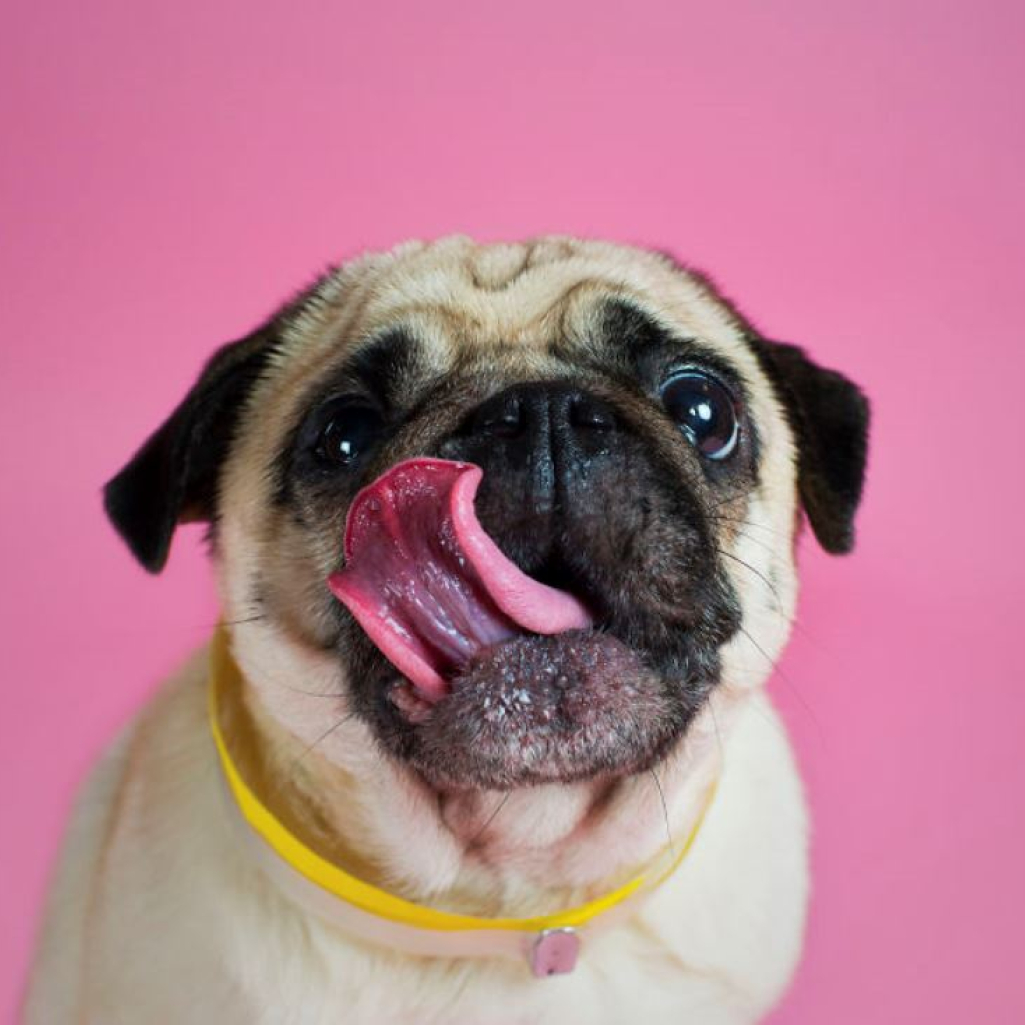 pugs-and-kisses-59d3b984e00d3-880.jpg