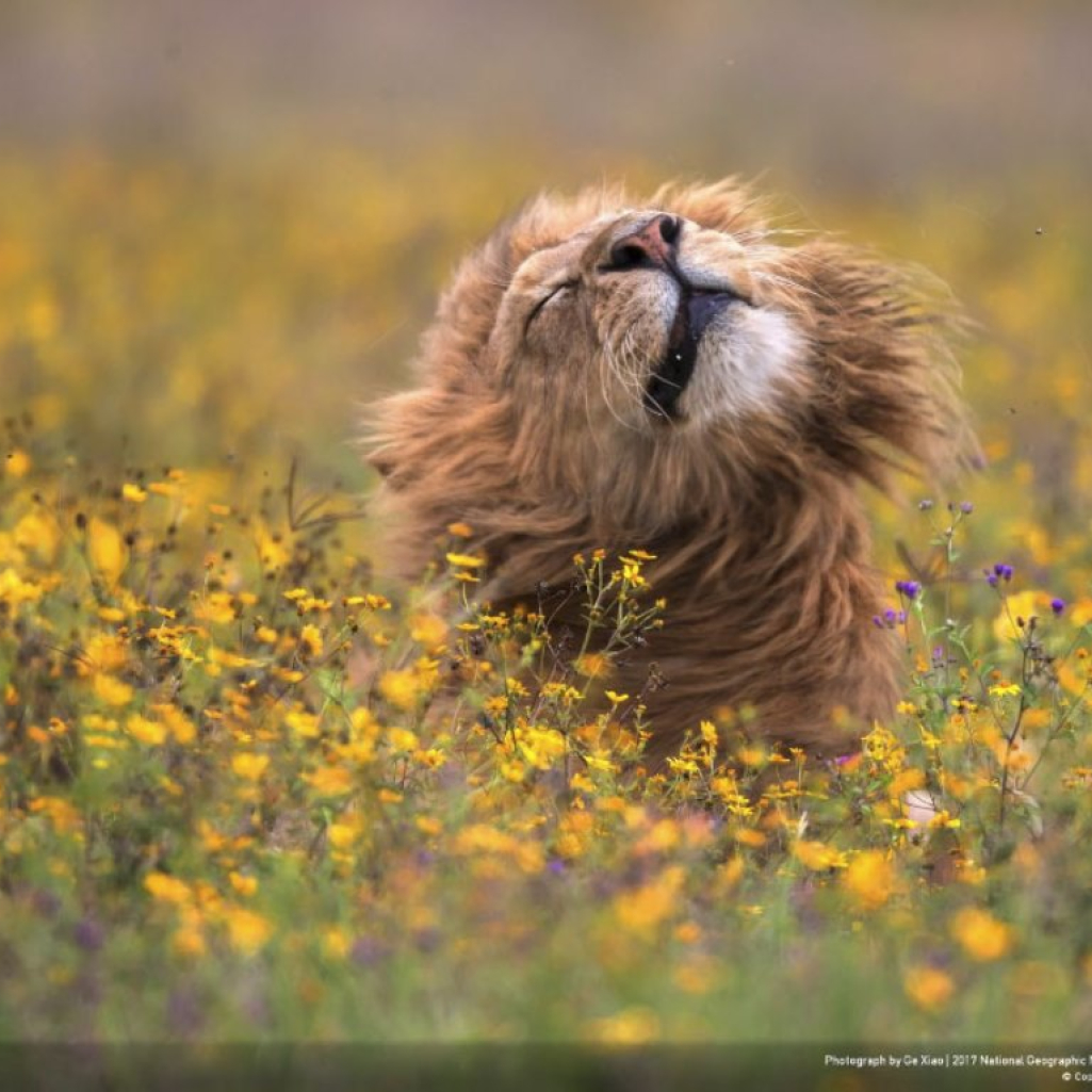 national-geographic-nature-photographer-of-the-year-2017-winners-43-5a323e01b3877-880.jpg