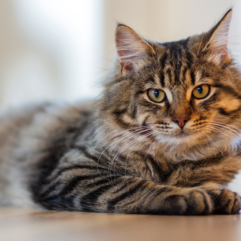 🐾 Πιθανοί λόγοι για τους οποίους η γάτα σας έχει πρησμένη κοιλιά ή κοιλιά - 