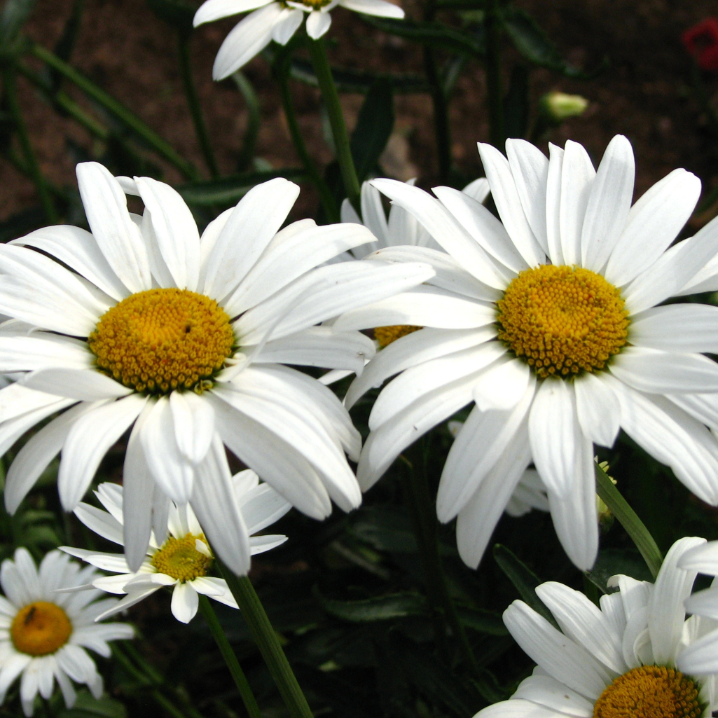 daisies8.jpg