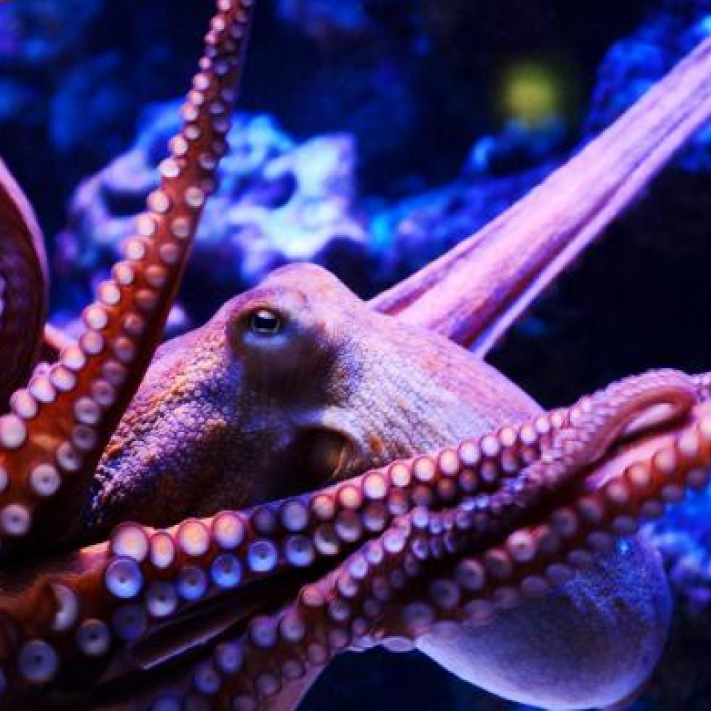 octopus-e2aa2b.jpg