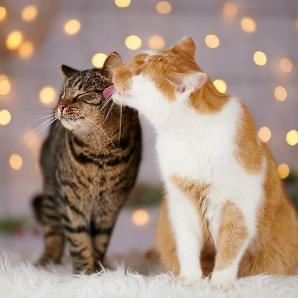 meet-kazou-the-eyeless-cat-who-still-can-see-5c33325f6030e_880.jpg