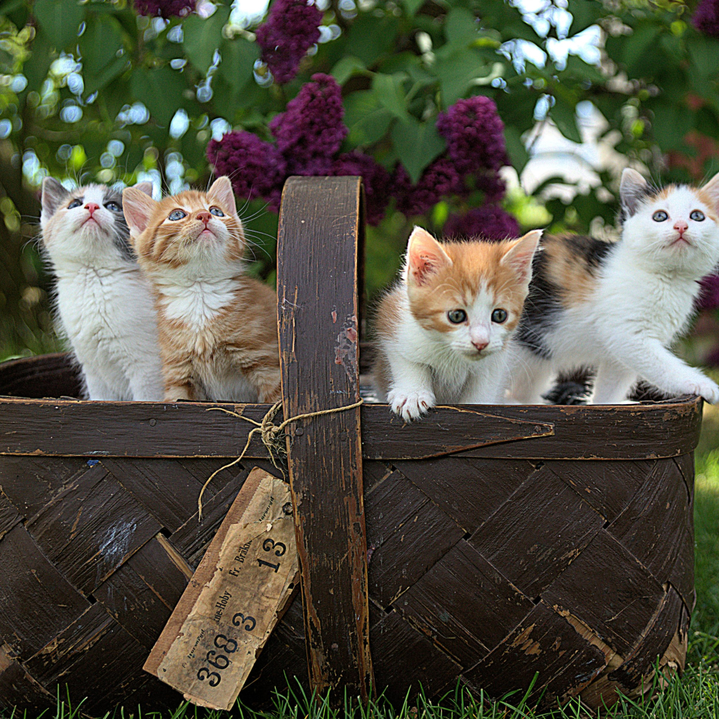 Η Πάτρα θα αποκτήσει Δημοτικό Κτηνιατρείο για τα αδέσποτα 