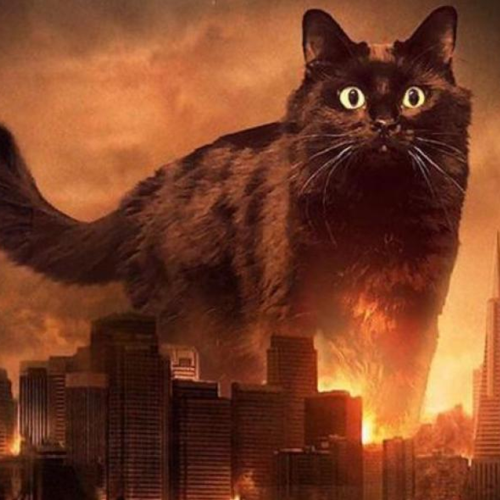 Η γάτα που «συμπρωταγωνιστεί» σε γνωστές ταινίες του Hollywood
